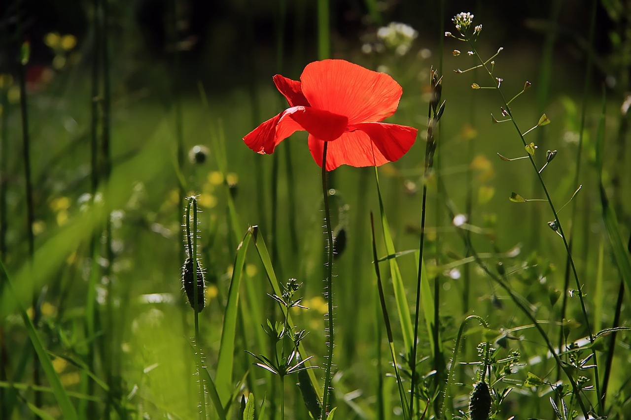 poppy, flower, nature