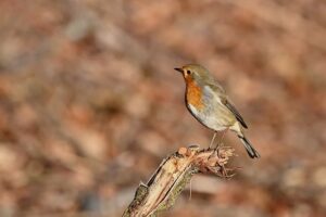 Gewusst wie: Es gibt viele Wege, die zu einem traumhaften Garten führen